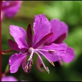Vaistazole - Siauralapis gaurometis.jpg